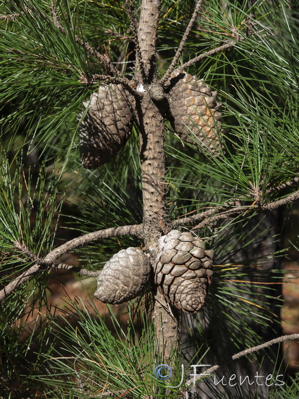 Pinus radiata.10