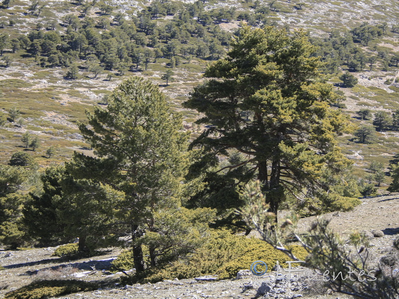 Pinus sylvestris.01