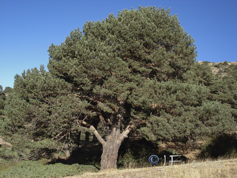 Pinus sylvestris.03