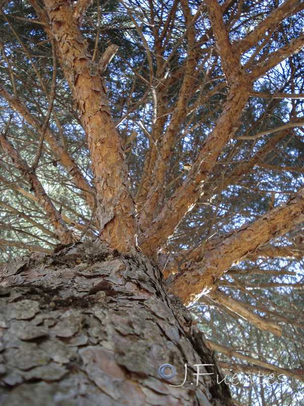 Pinus sylvestris.07