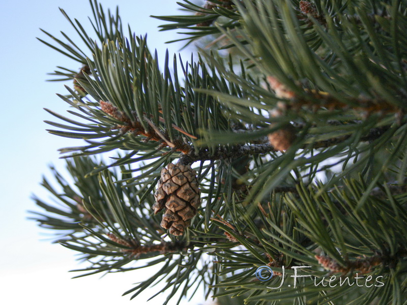 Pinus sylvestris.08