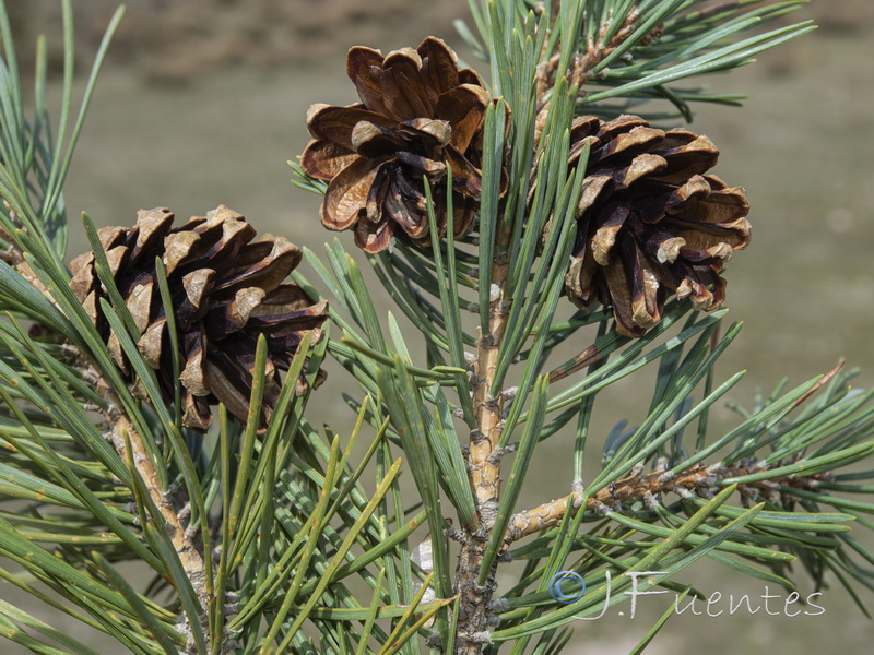 Pinus sylvestris.11