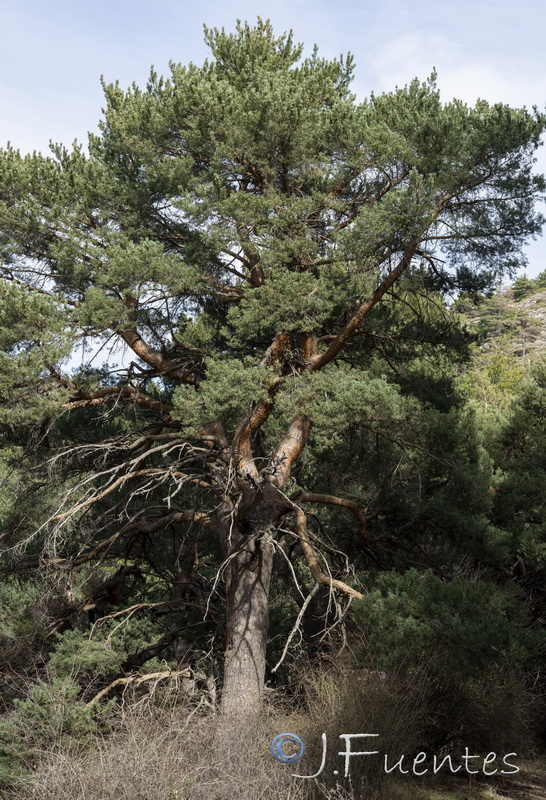 Pinus sylvestris.04