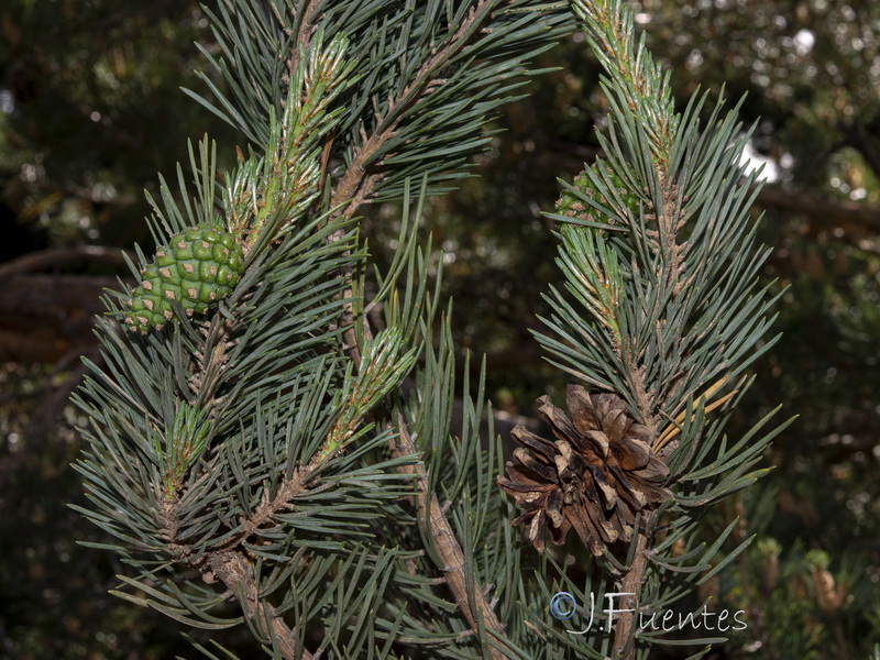 Pinus sylvestris.09