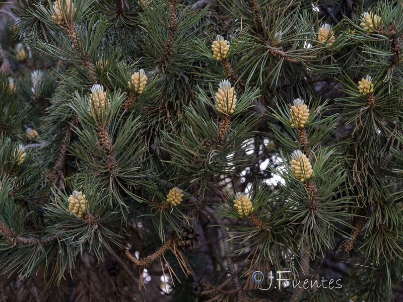 Pinus sylvestris.18