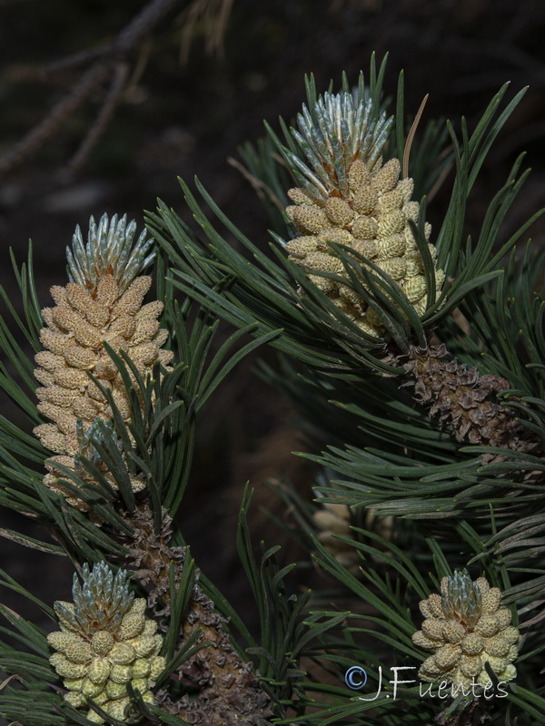 Pinus sylvestris.20