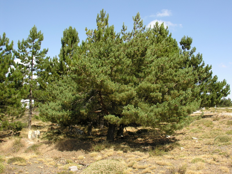 Pinus uncinata.01