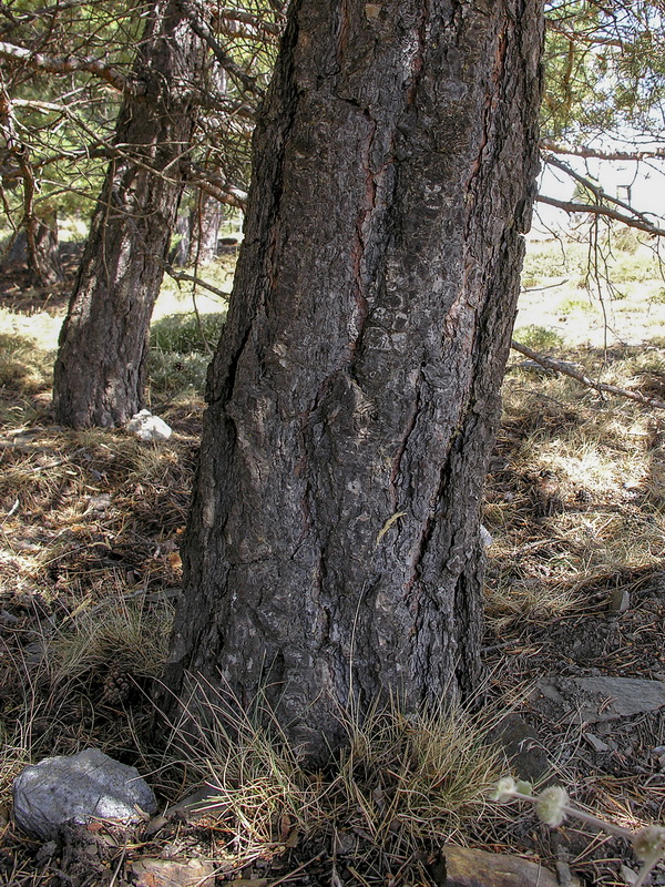 Pinus uncinata.03