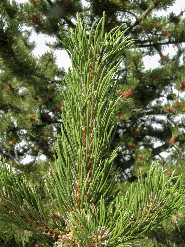 Pinus uncinata.06