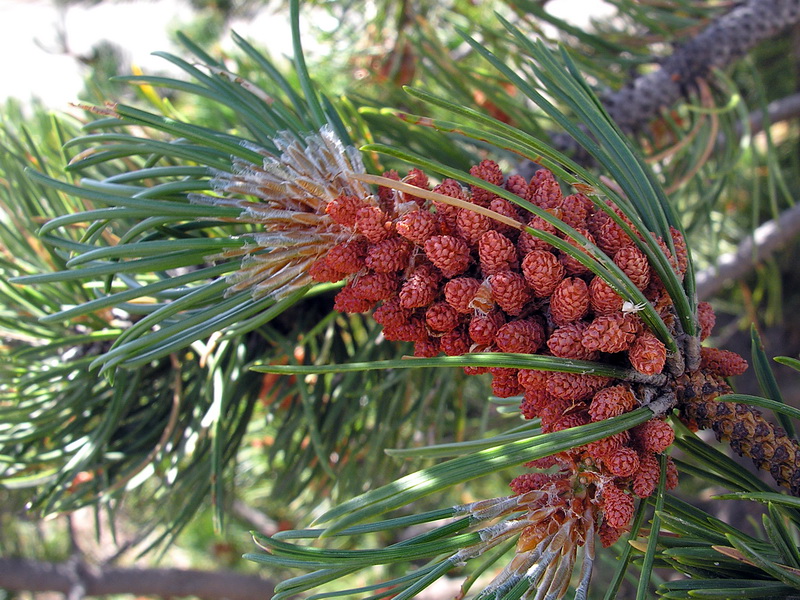 Pinus uncinata.09