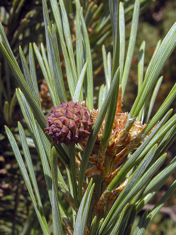Pinus uncinata.10