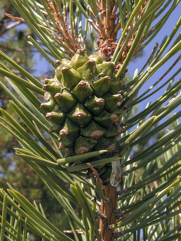 Pinus uncinata.12