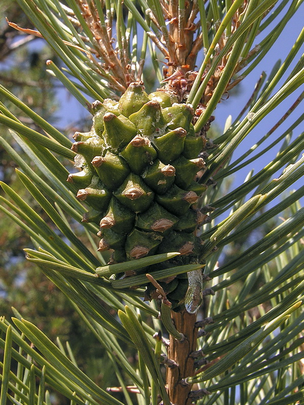 Pinus uncinata.12