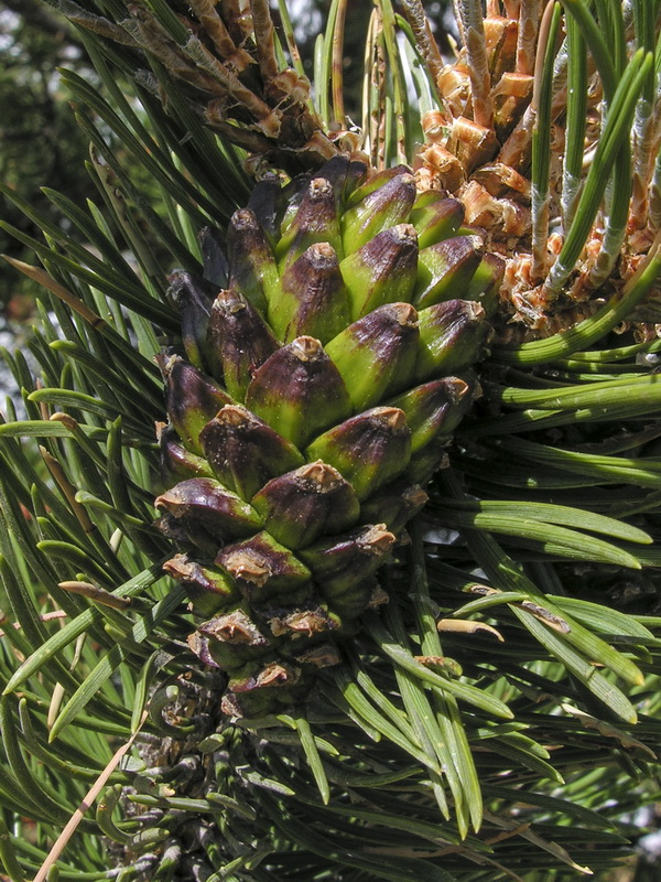 Pinus uncinata.14