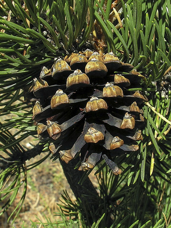 Pinus uncinata.15