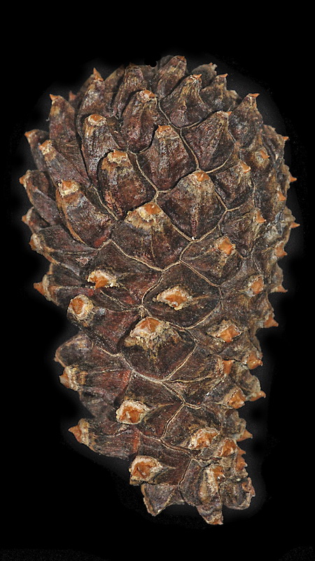 Pinus uncinata.16