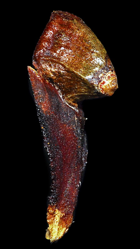 Pinus uncinata.17