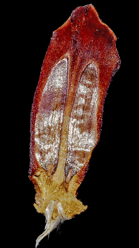 Pinus uncinata.18