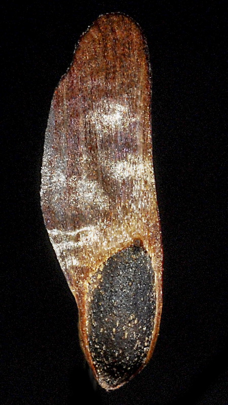 Pinus uncinata.19