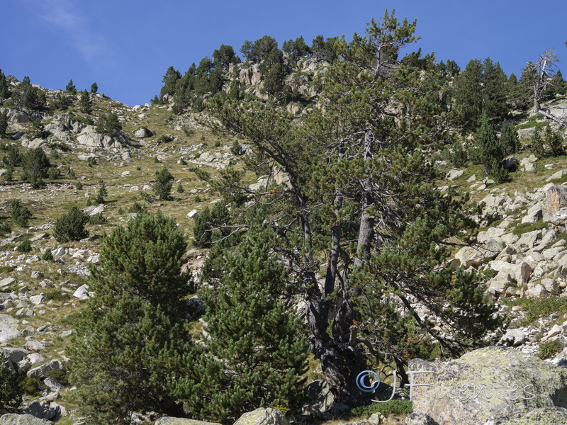 Pinus uncinata.20