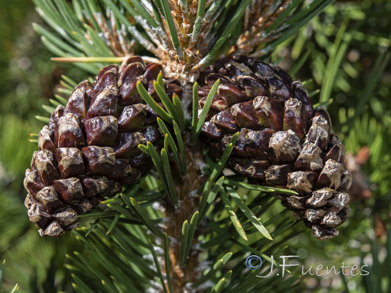 Pinus uncinata.22