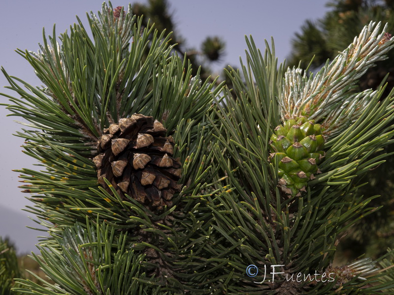 Pinus uncinata.21