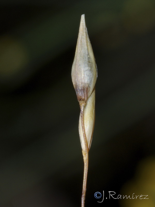 Piptatherum coerulescens.01