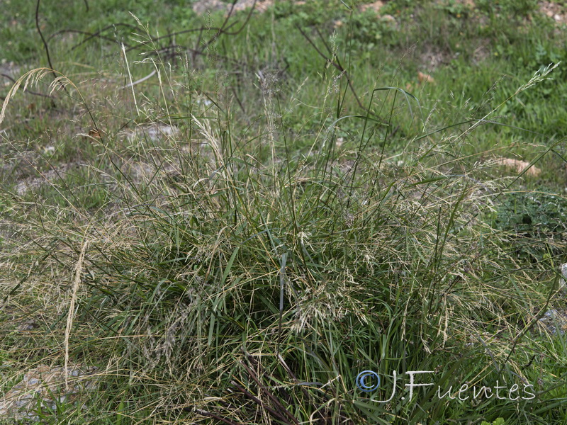 Piptatherum miliaceum.01