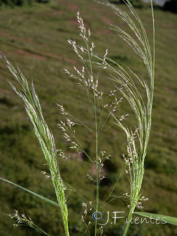 Piptatherum miliaceum.02