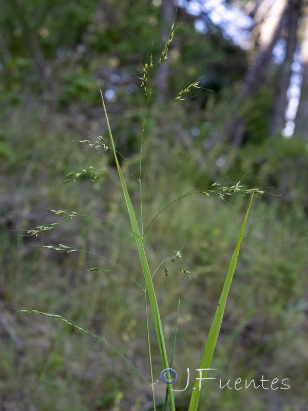 Piptatherum paradoxum.02