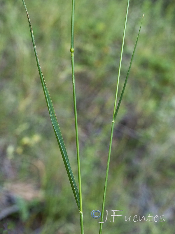 Piptatherum paradoxum.03