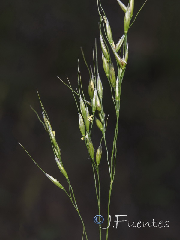 Piptatherum paradoxum.04