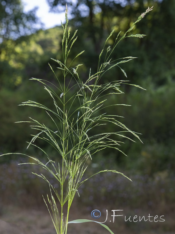 Piptatherum tomasii.01