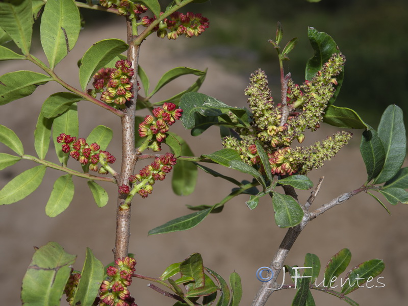 Pistacia lentiscus.01