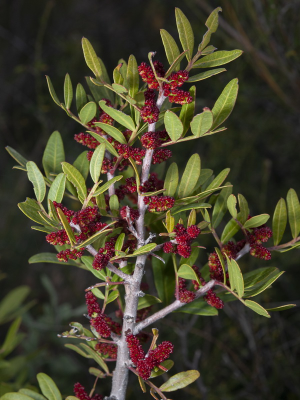 Pistacia lentiscus.02