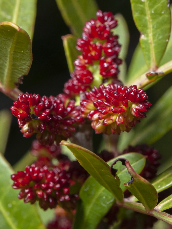 Pistacia lentiscus.03