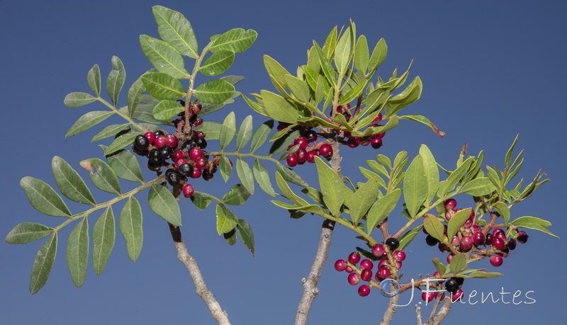 Pistacia lentiscus.04