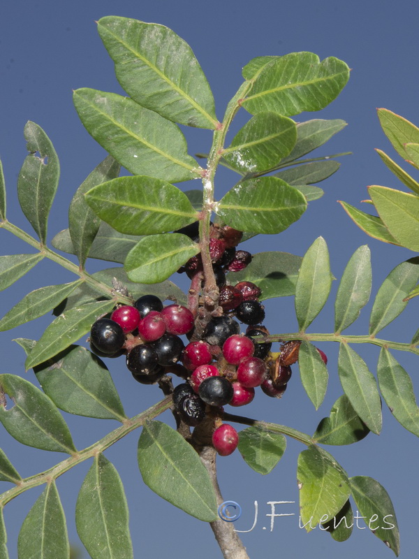 Pistacia lentiscus.05