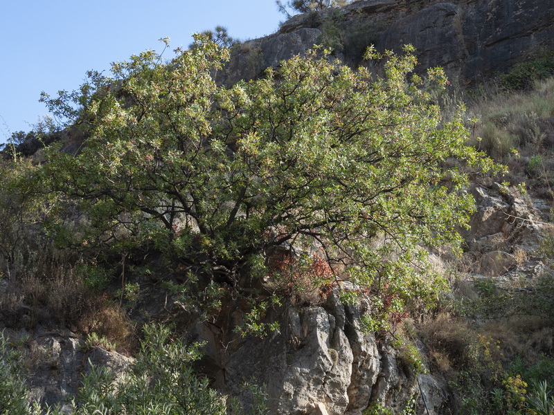 Pistacia terebinthus.01