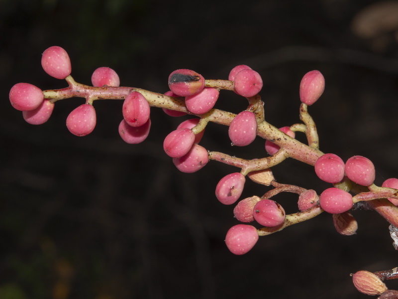 Pistacia terebinthus.04