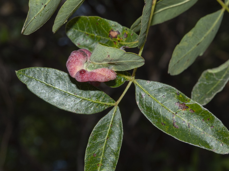 Pistacia terebinthus.05