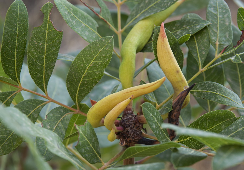 Pistacia terebinthus.06