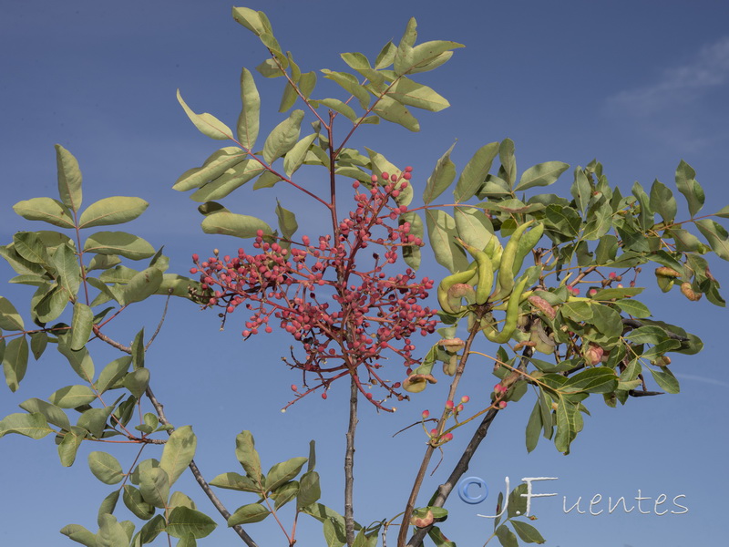 Pistacia terebinthus.10