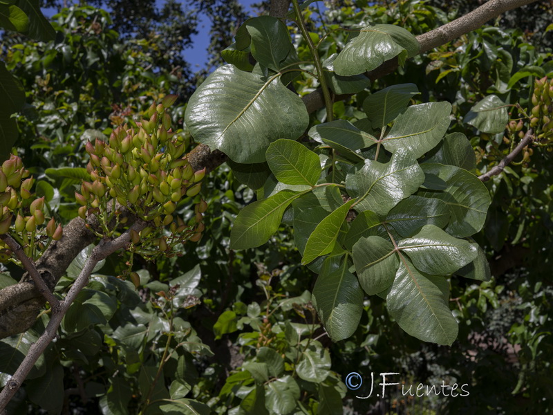 Pistacia vera.01