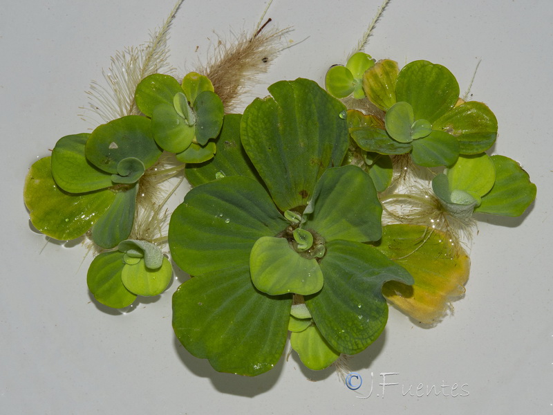 Pistia stratiotes.01