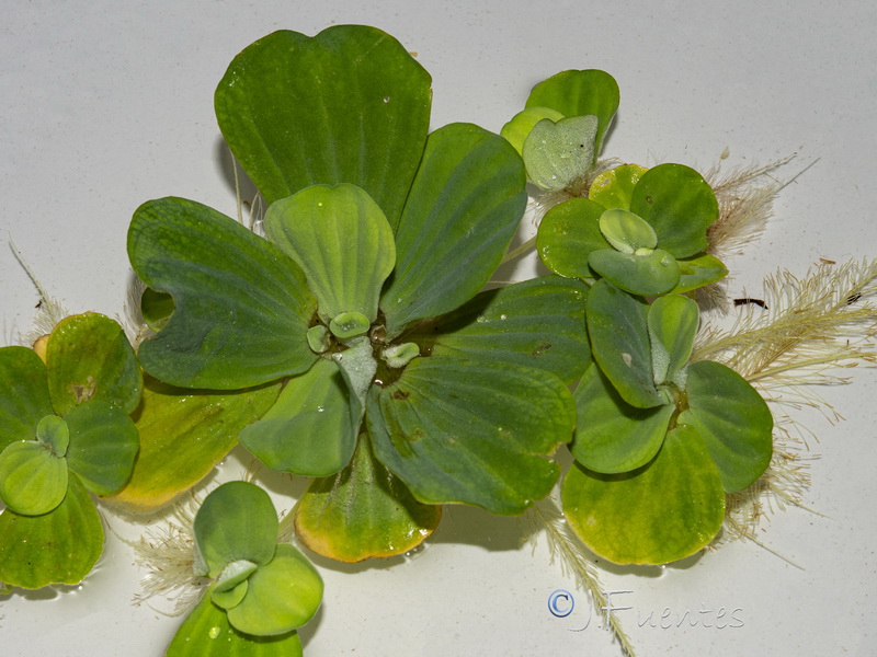 Pistia stratiotes.02