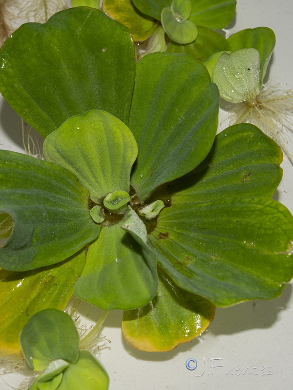 Pistia stratiotes.04