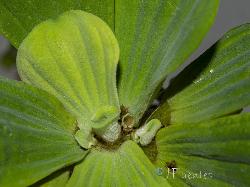 Pistia stratiotes.05