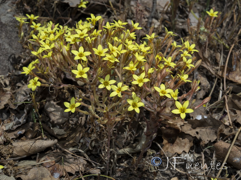 Pistorinia breviflora.01