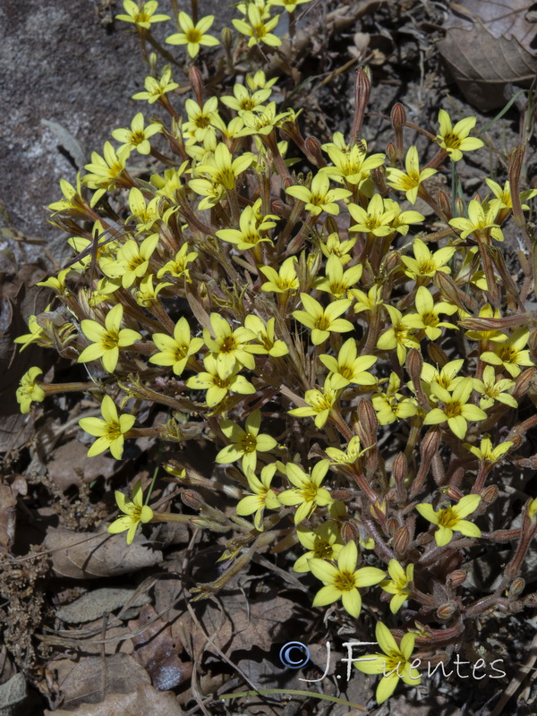 Pistorinia breviflora.02